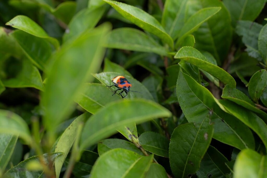 Insecte sur une feuille de théier GreenSip, illustrant la biodiversité et la culture naturelle sans pesticides de nos plantations françaises.