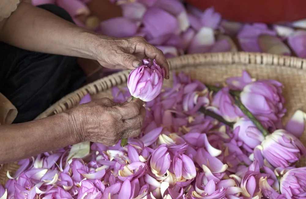 Mains d'une artisane préparant des fleurs de lotus roses pour le thé, illustrant la confection manuelle et délicate des infusions GreenSip.