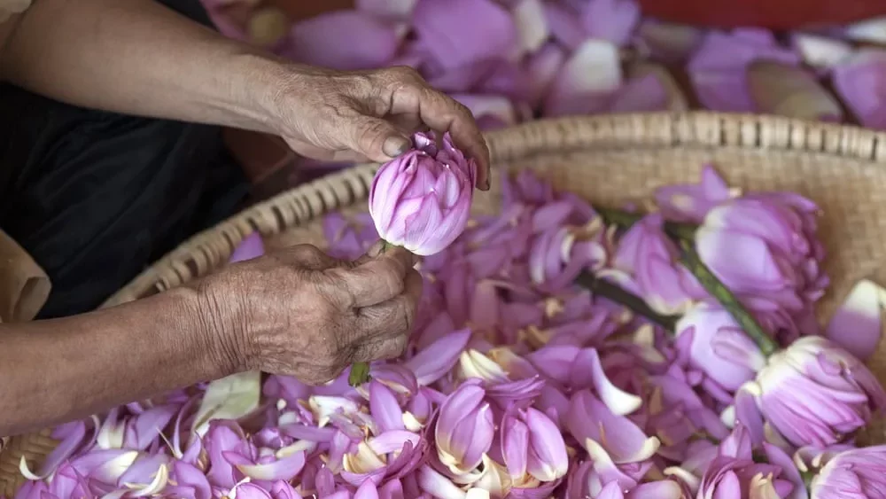 Mains d'une artisane préparant des fleurs de lotus roses pour le thé, illustrant la confection manuelle et délicate des infusions GreenSip.